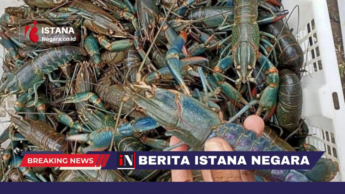 Untuk Pemesanan Lobster Bisa Menghubungi Mas Tarmuji 